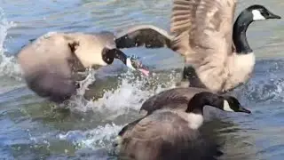 A Wild Goose Chase P2-1 Hour ASMR Loop!