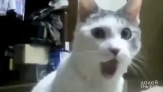 Приколы с котами 2016 HD! РЖАКА ПРИКОЛЫ FUNNY VIDEOS VINES!