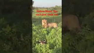 lion's hunt II wild beasts hiding fails