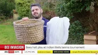 sky news - bee invading tennis match