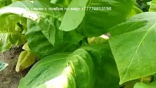Светлолистные сорта