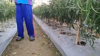 panen cmk.jenis lado f1 dan akar 3000 pohon.