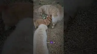 Как мы убираемся на участке 🫣 #like #собака #retriever #популярное #корги #лайк #популярное #актив