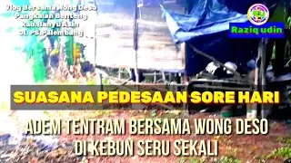 Suasana Pedesaan Sore Hari || Bersama Wong Deso Dikebun || Vlog @Raziq udin