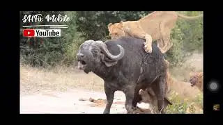 Batal of the animal world 😰😰