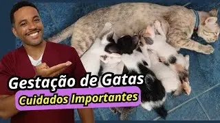 Cat Pregnancy! Signs that your cat is about to give birth.