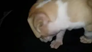 Cachorro pitbull