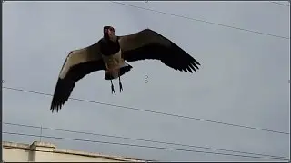 O ataque dos Quero Quero