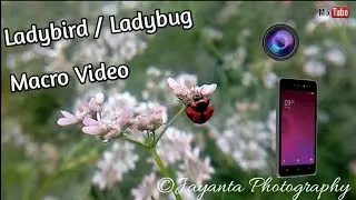 Ladybird /Ladybug on my phone 🐞 || 1080p Full HD