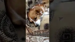 Моя Ляля