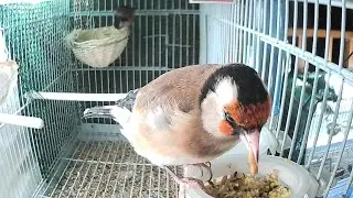 I make egg food for the birds, using herbal tea
