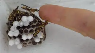 My Pet Wasps New Home