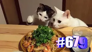 Милые котики и еда (часть 3) 👍🤣🐱