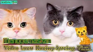 video lucu kucing-kucing 🐈🐱🐈
