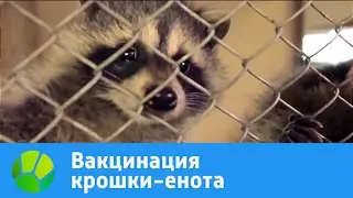Вакцинация крошки-енота | Живая Планета
