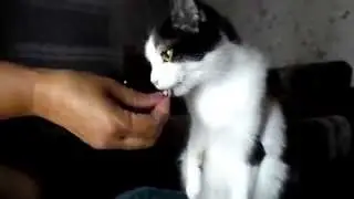 Смешное видео про кошек