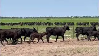 PECUARIA E GENETICA AVANÇADA GAUCHA