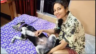 I Gave My Dog Shinchan a Belly Rub 🐶