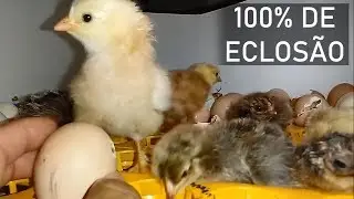 5 SUPER DICAS PARA TER 100% DE ECLOSÃO NA INCUBAÇÃO DE OVOS