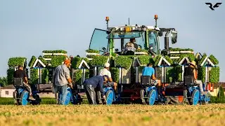|Trapianto Pomodori 2024| Fendt Vario 314 Gen 4 & Ferrari S-Max 5 File| Defanti|
