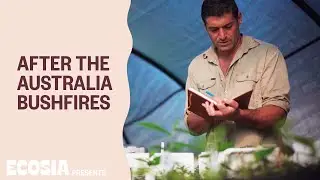 Reforesting Australia’s rainforest after the 2020 bushfires
