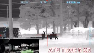 ATN ThOR 5 XD REVIEW AND PREDITOR HUNT