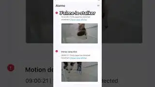 Le chat : 🎥😾📹🔦 #cat #catvideos