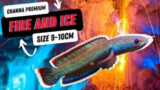 FIRE AND ICE CHANNA KUALITAS PREMIUM 9-10CM