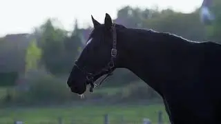 No Copyright Stock Footage - Black Horse