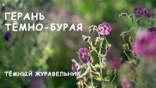 Герань темно-бурая: декоративность весь сезон