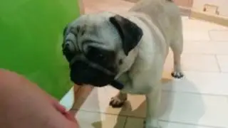 Мопс ест лук