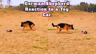 German Shepherd Goes Wild for Mini Motorcar!