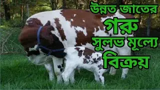 হলিস্ট্রিয়ান ফ্রিজিয়ান জাতের ষাঁড় বাছুর কিনুন ।স্বল্প মূল্যে গ্যারান্টি সহকারে পাবেন সঠিক জাত।