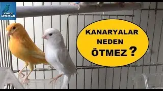 Yeni Aldığınız Kanarya Neden Ötmez ?
