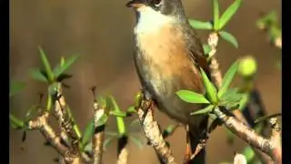 Sonido - "Curruca tomillera" (Sylvia conspicillata orbitalis)