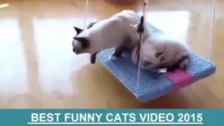 смешные котики видео до слез