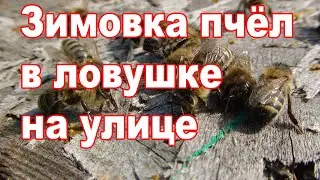 Зимовка пчёл в ловушке на улице