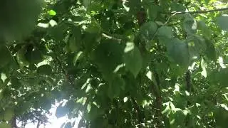 Загрузка куста лещины