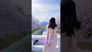 Cherry Blossoms | Seoul | Spring 2024