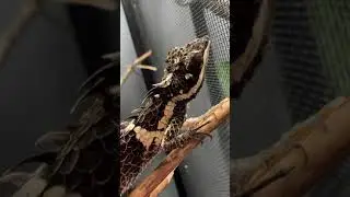 Rare PREHISTORIC Lizards You’ve Never Seen Before *CRAZY* 