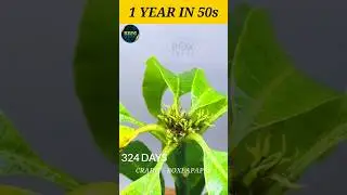 1 YEAR in 50 Seconds - Mango Tree