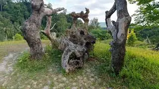 ENDONEZYA AMBON ADASI