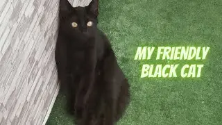 My friendly black cat