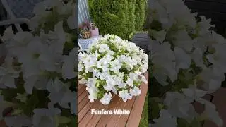petunia Fanfare White #garden #дача #петуния #сад