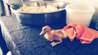 yeni ördeğim