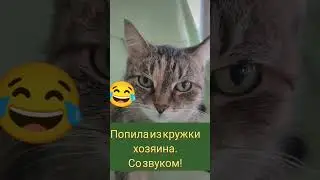 ДОПРОС КОШКИ 😀