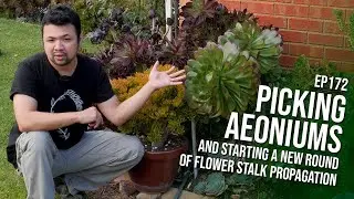 #172 Choosing my aeoniums and starting another round of echeveria flower stalk propagation