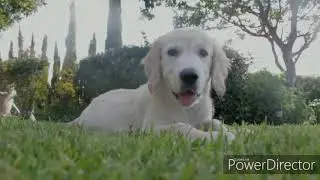 Little kittens and little dogs * Маленькие котята и маленькие собачки
