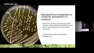Grinter - Living on thin air: the structural basis for atmospheric hydrogen scavenging by bacteria