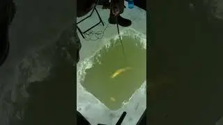 5 Northern Pike Speared! Perfection!